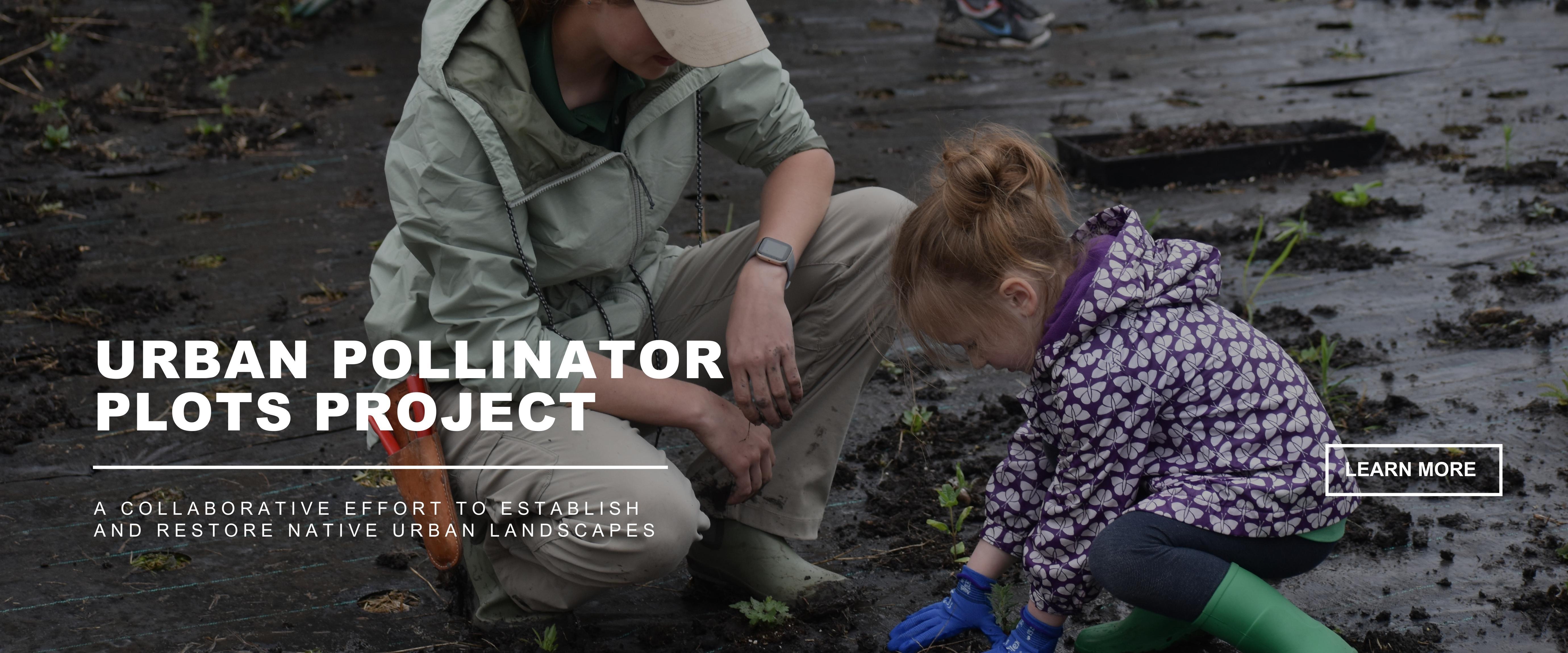 Urban Pollinator Plots Project - a collaborative effort to establish  and restore native urban landscapes - Image of adult crouching down next to crouching child planting a plant with a learn more button