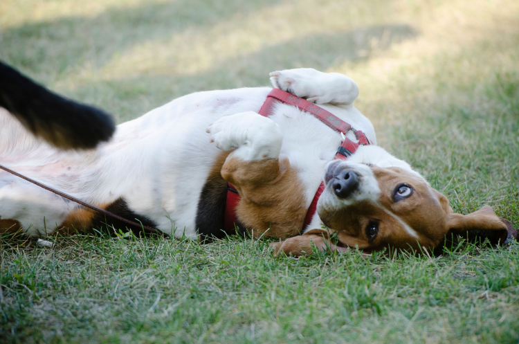 Photo shows a beagle laying in the grass