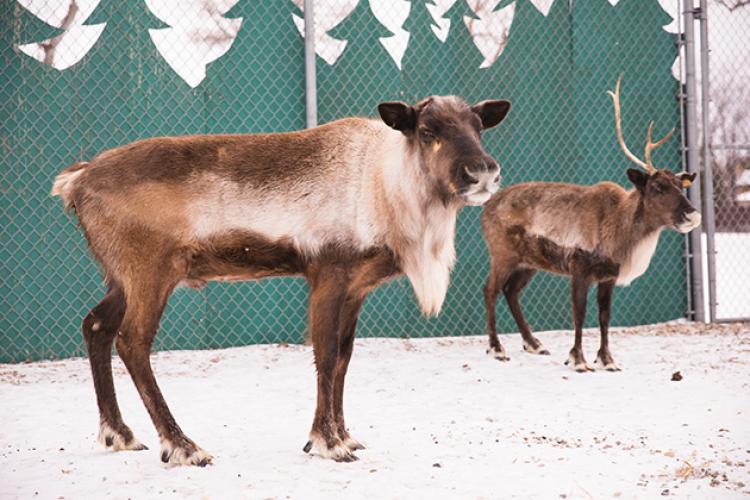 This image shows two of the reindeer at Santa Village.
