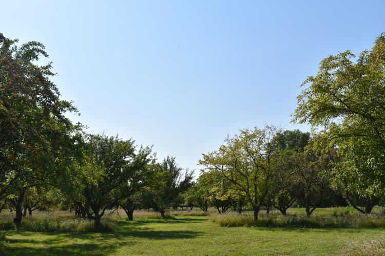 This image shows trees at Orchard Glen Park