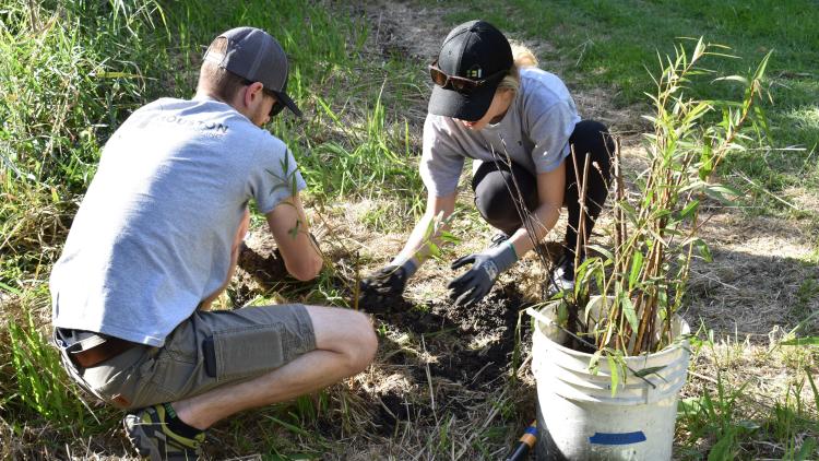 Two volunteers planting trees in park.