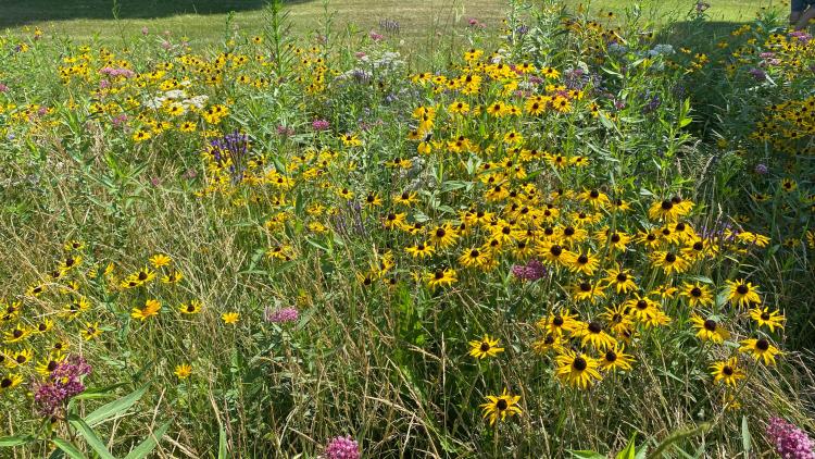 Pollinator garden with yellow and purple flowers