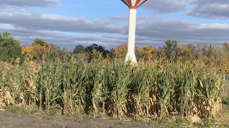 Garden Plots at Yunker Farm Park with corn in plot.  North Fargo red and white water tower in the background