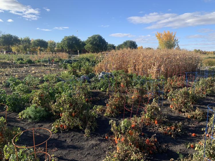 Garden Plots at Yunker Farm with lots of vegetation including corn, tomatoes