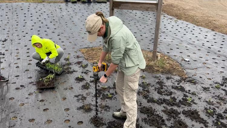 Female staff is drilling holes in the ground to prep to plant pollinator plants while a staff member behind her is planting pollinator plugs