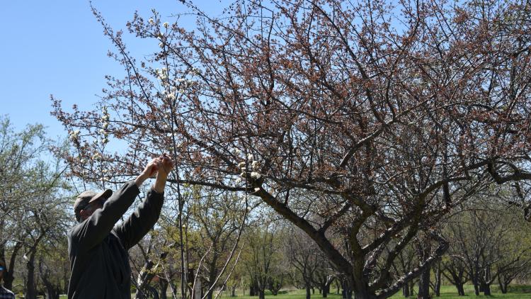 article preview - national public lands day - 09.04.24 Man trimming trees at Orchard Glenn park.