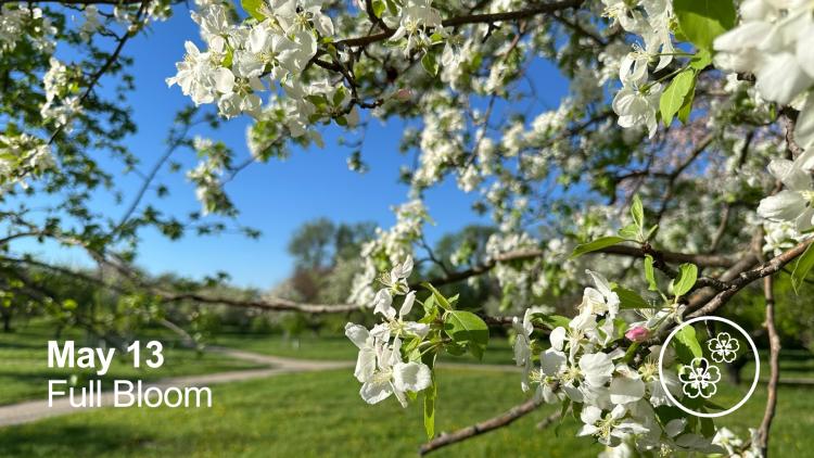 May 13 - Full Bloom - Image of an apple tree engulfed in white blossoms with a close up of a brand with the blossoms.