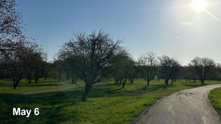 Orchard Glen view of park on May 6 with many trees showing signs of early stage buds on a beautiful sunny day.