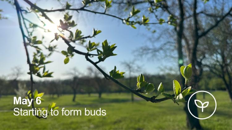 A branch of a apple tree close up with buds in the very early stages of formation.  No color other than green.