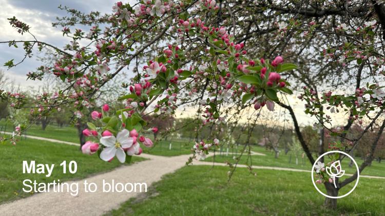 May 10 - Starting to Bloom: Apple tree starting to bloom at orchard glen park