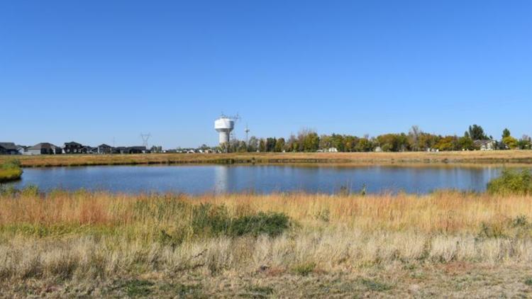 Scenic view of Bison Meadows Park on a sunny day, featuring a pond surrounded by tall golden grasses. In the background are houses, trees with early autumn foliage, a large white water tower, and a clear blue sky.