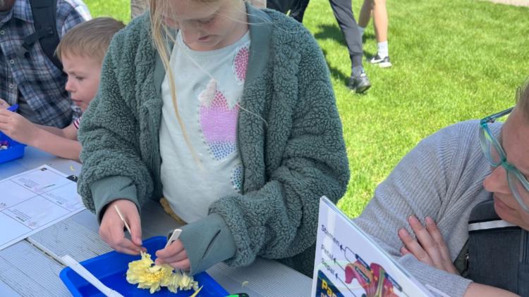girl dissecting a yellow flower with a tweezer and magnifying glass outside