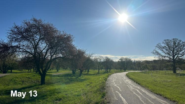 Rows of trees line a paved path in an orchard landscape during early spring growth on May 13.