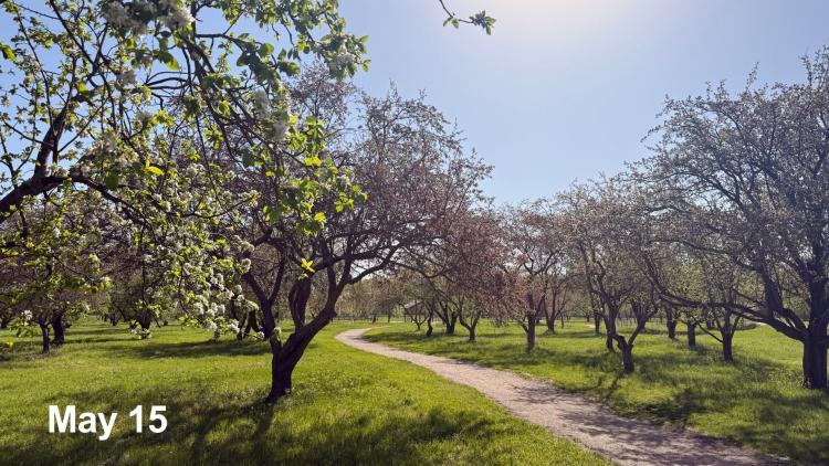Orchard path lined with blooming trees under a sunny sky on May 15.