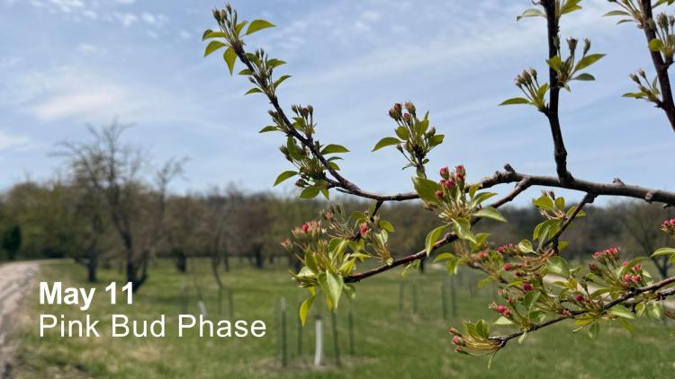 Close-up of tree branches with pink flower buds beginning to bloom in an orchard during the pink bud phase on May 11.