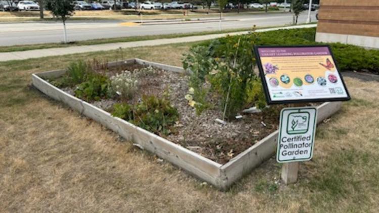 Raised pollinator garden filled with flowering plants beside an educational sign and a Certified Pollinator Garden marker.