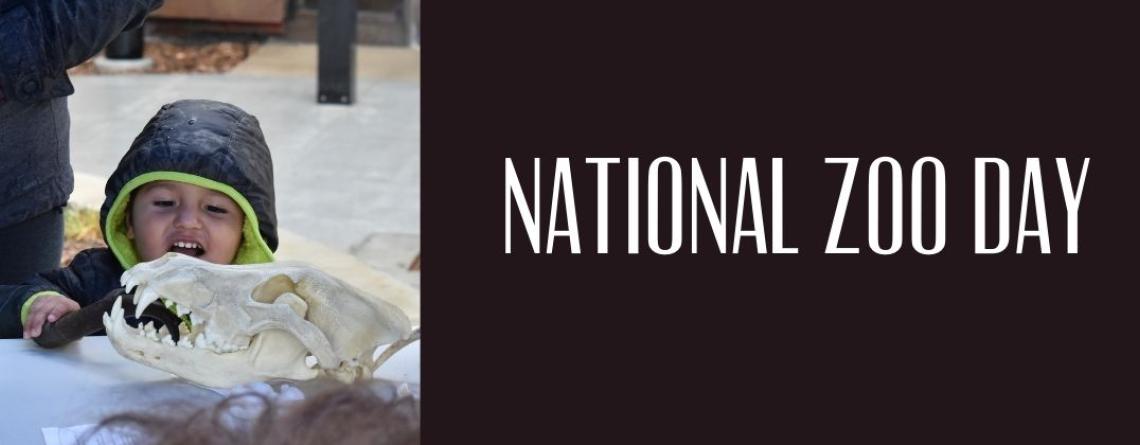 This image shows a graphic including a photo of a kid smiling at an animal skull on display with the text National Zoo Day.