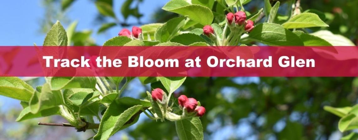 This image shows a graphic of "Track the Bloom at Orchard Glen" on top of a close up image of a budding tree.