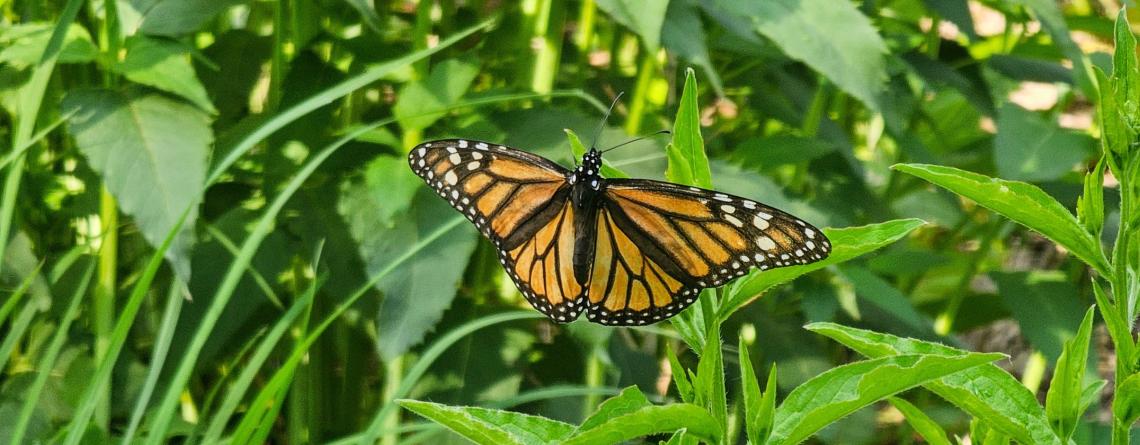 photo of monarch butterfly on green grass