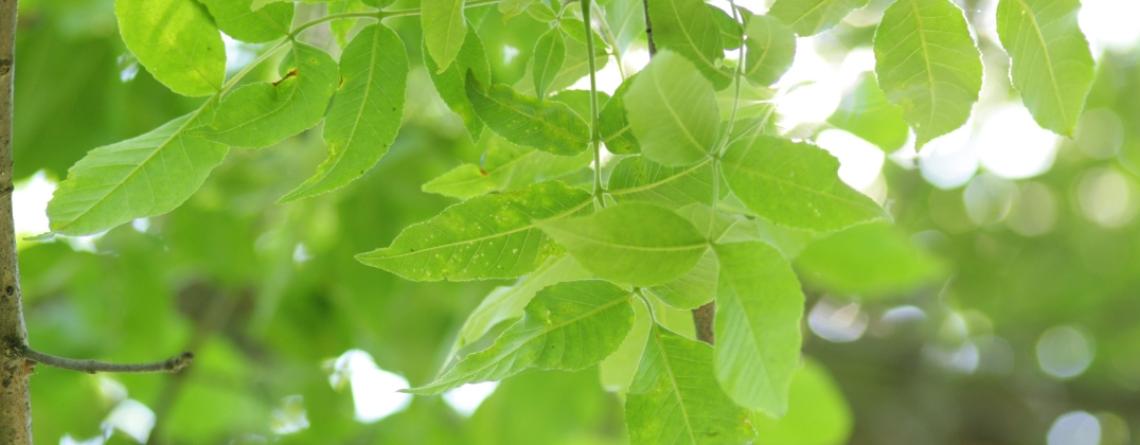 Image of an Ash Tree in mid summer, fully green with a close up on the branch
