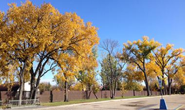 This image shows the trees in the Rheault Farm parking lot.