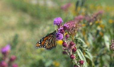 photo of a monarch butterfly