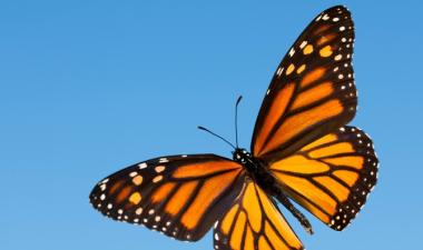 Monarch butterfly flying over blue sky