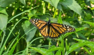 photo of monarch butterfly on green grass