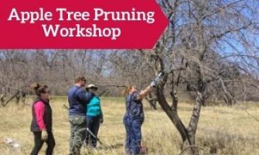 Photo shows group of people pruning apple tree with text that reads "Apple Tree Pruning Workshop"
