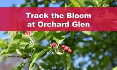 This image shows a graphic of "Track the Bloom at Orchard Glen" on top of a close up image of a budding tree.