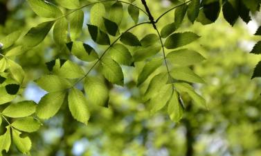 Photo of green leaves on a tree
