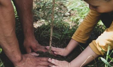 hands planting trees