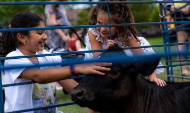 Two girls petting a black cow at a petting zoo