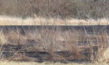 Photo of prescribed burn