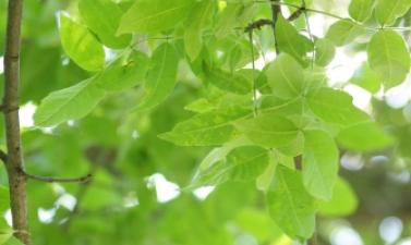Image of an Ash Tree in mid summer, fully green with a close up on the branch