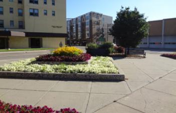 This image shows flowers at Ole Tangen Park.