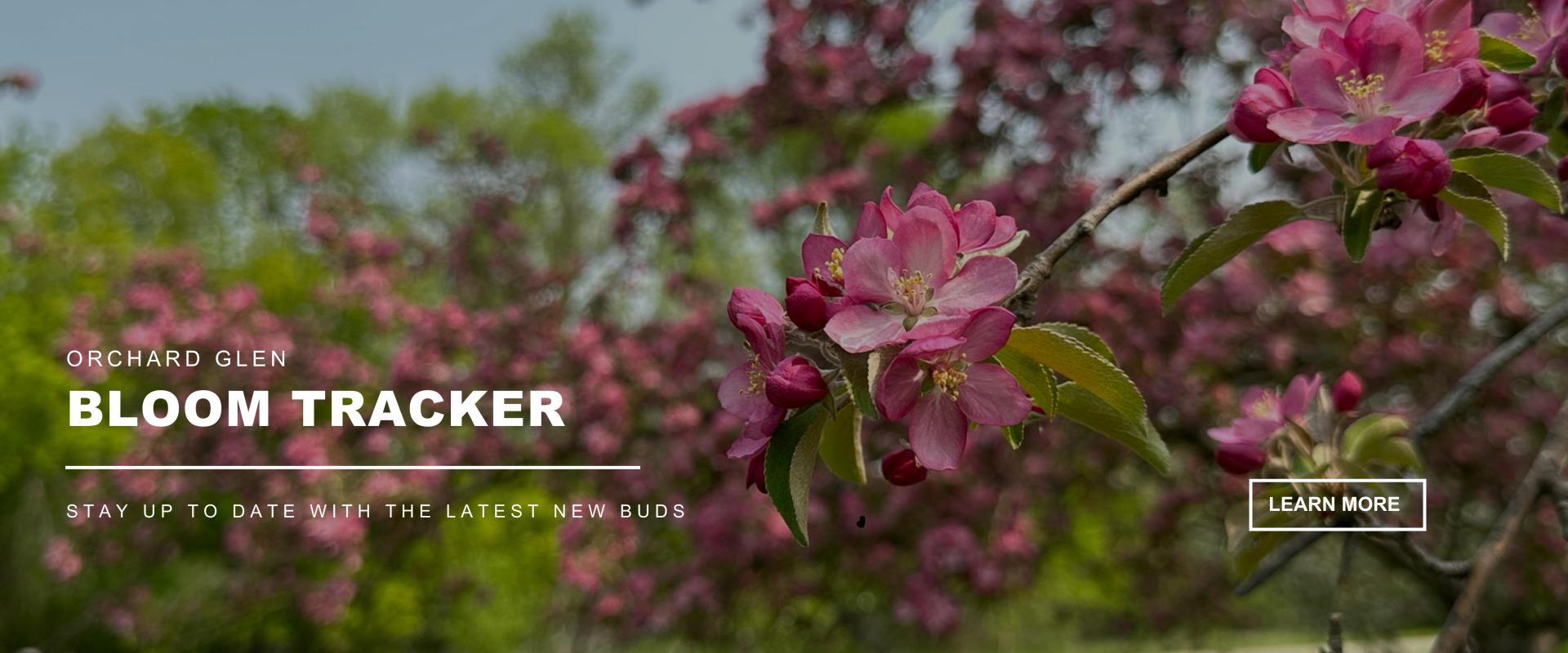 Orchard Glen Bloom Tracker - Stay up to date with the latest new buds - Image of Orchard Glen Park with many trees in the background and green grass with a close up of an apple tree with green leaves and a pink flowers blooming