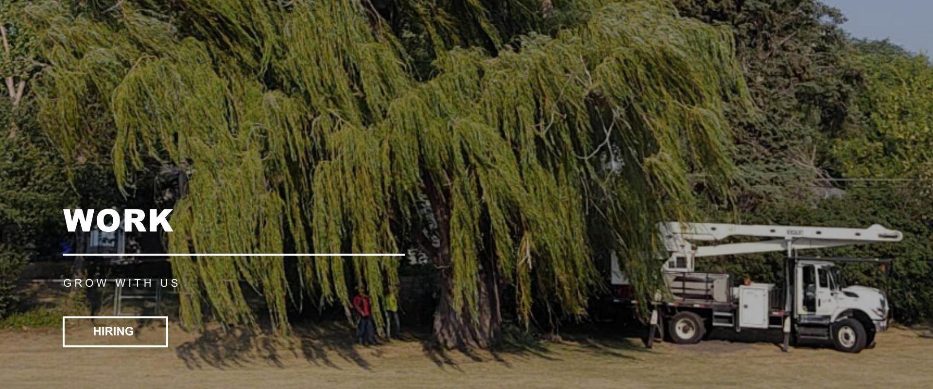 WORK - Grow with us - image of willow tree and a Fargo Parks truck under some branches