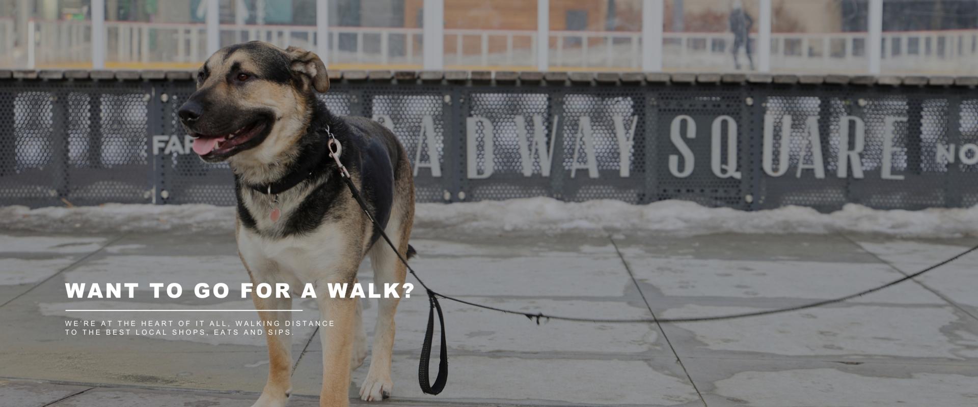 this image shows a dog in front of broadway square with text that says want to go for a walk? we're walking distance to the best local food, drinks and shops.