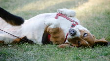 Photo shows a beagle laying in the grass