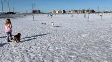 This image shows a young girl with some dogs during winter at dog park.