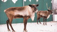 This image shows two of the reindeer at Santa Village.