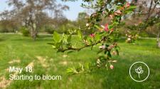 Apple Tree starting to bud with pink flower _ may 18 - Starting to Bloom