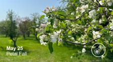 Apple Tree with white flower blooming _ may 25 - Blooming