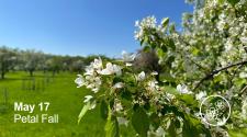 Apple Tree with white flowers and some parts of the flower gone due to petals falling off _ may 17 - Petal Fall