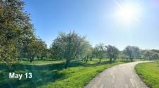 landscape picture of orchard glen park on May 13 with multiple trees starting to bud with full blooms on trees, with a trail going through the grass on the right side of the page