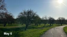 Orchard Glen view of park on May 6 with many trees showing signs of early stage buds on a beautiful sunny day. 