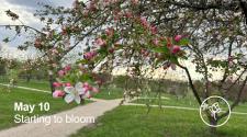 May 10 - Starting to Bloom: Apple tree starting to bloom at orchard glen park