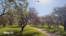Orchard path lined with blooming trees under a sunny sky on May 15.