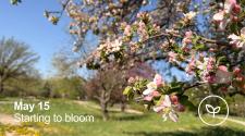 Close-up of pink and white apple blossoms beginning to bloom in an orchard on May 15.